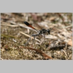Ammophila sabulosa - Sandwespe 60-w05a 18mm im Anflug.jpg
